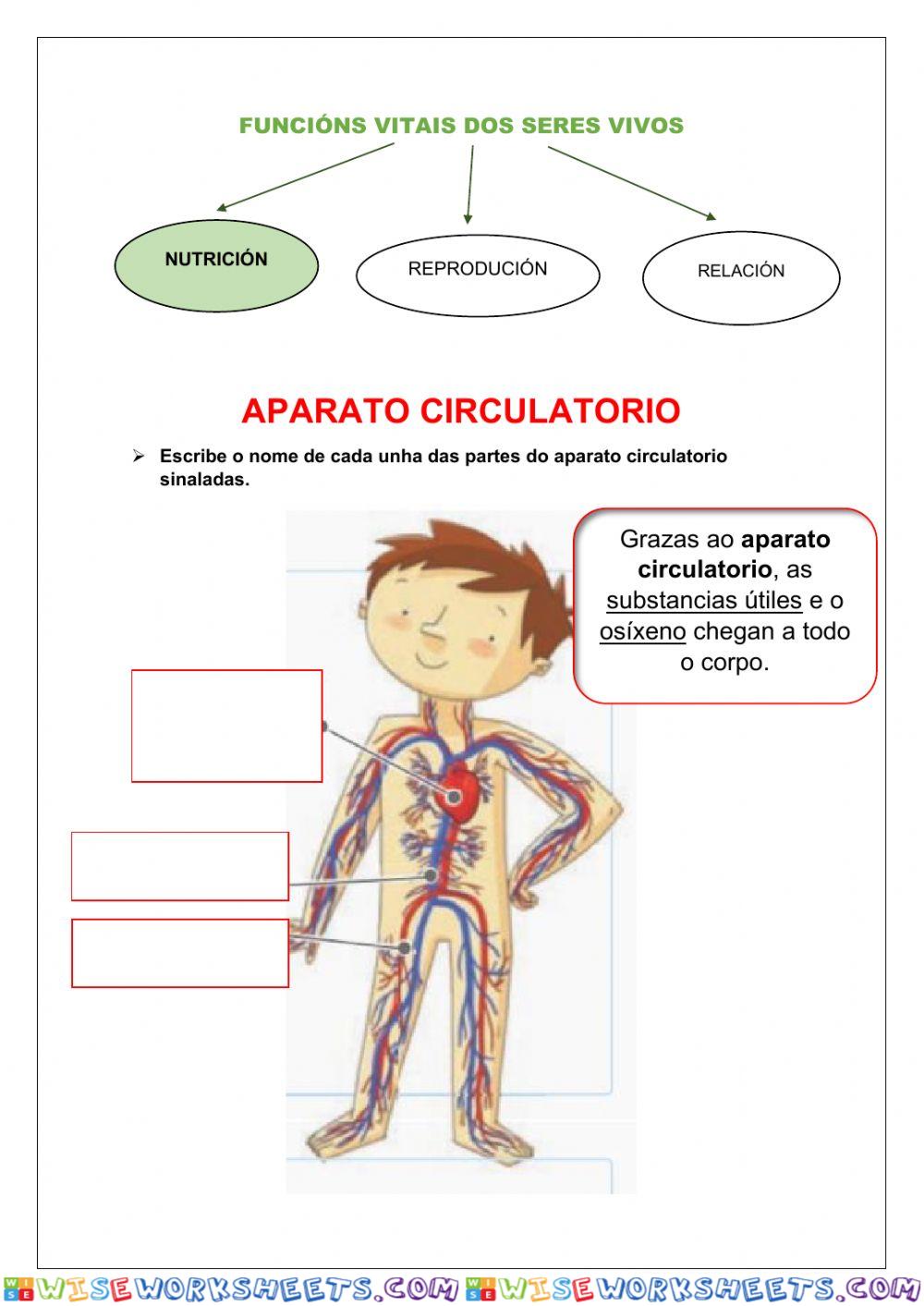 Ciencias Naturais-función nutrición-ap. circulatorio