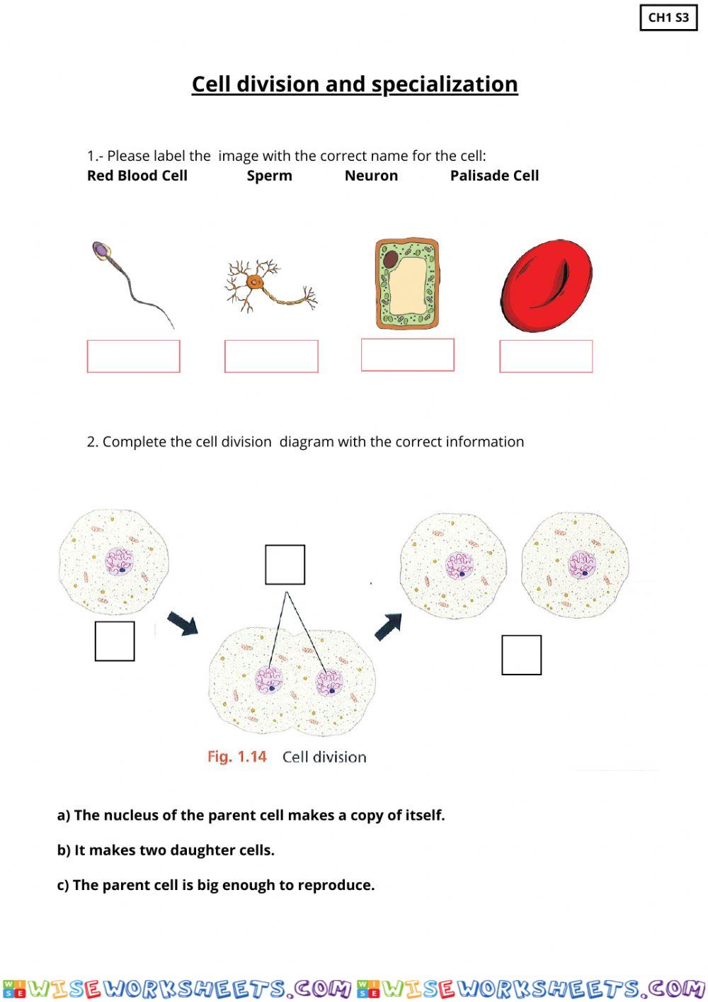 Cell division and specialization