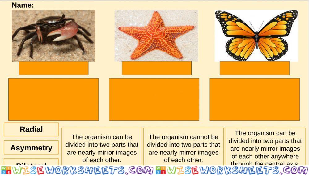 Animal Symmetry