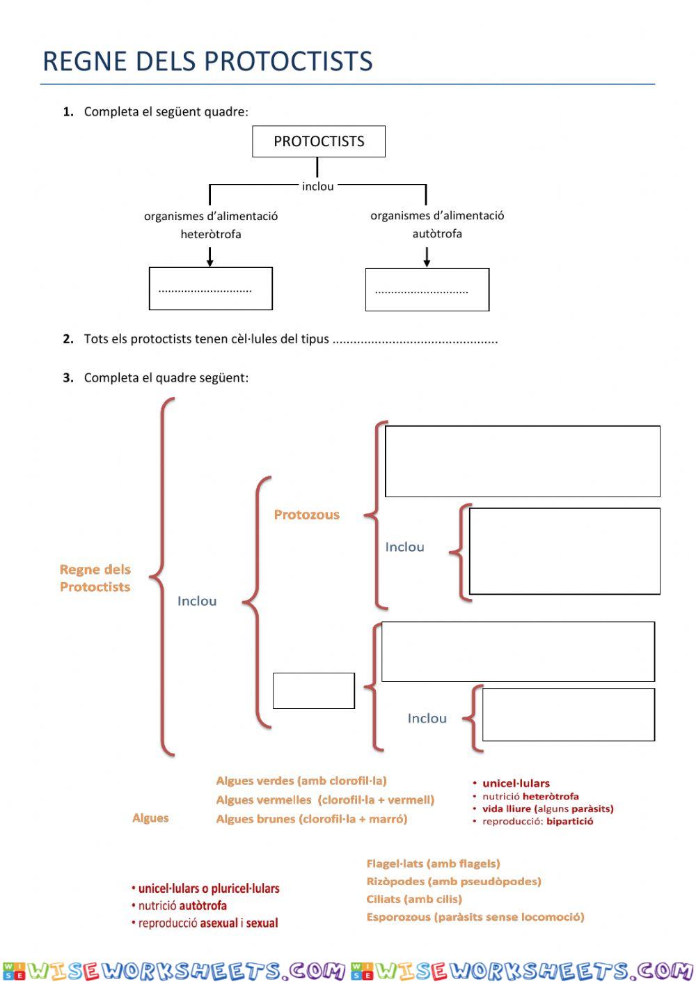 Regne dels protoctists