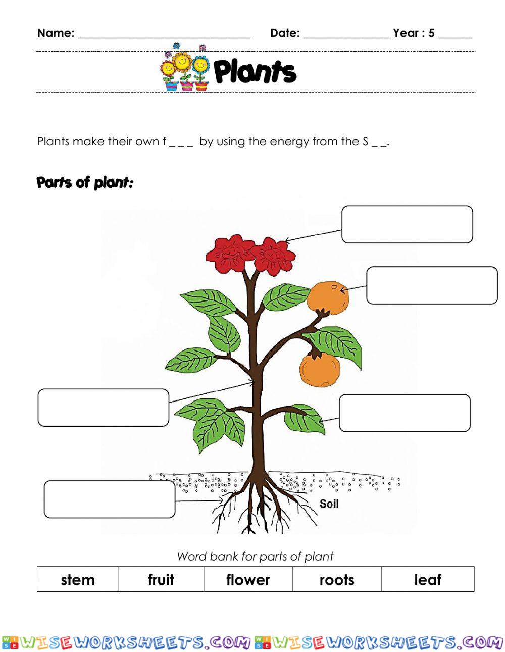 Plants and its functions.