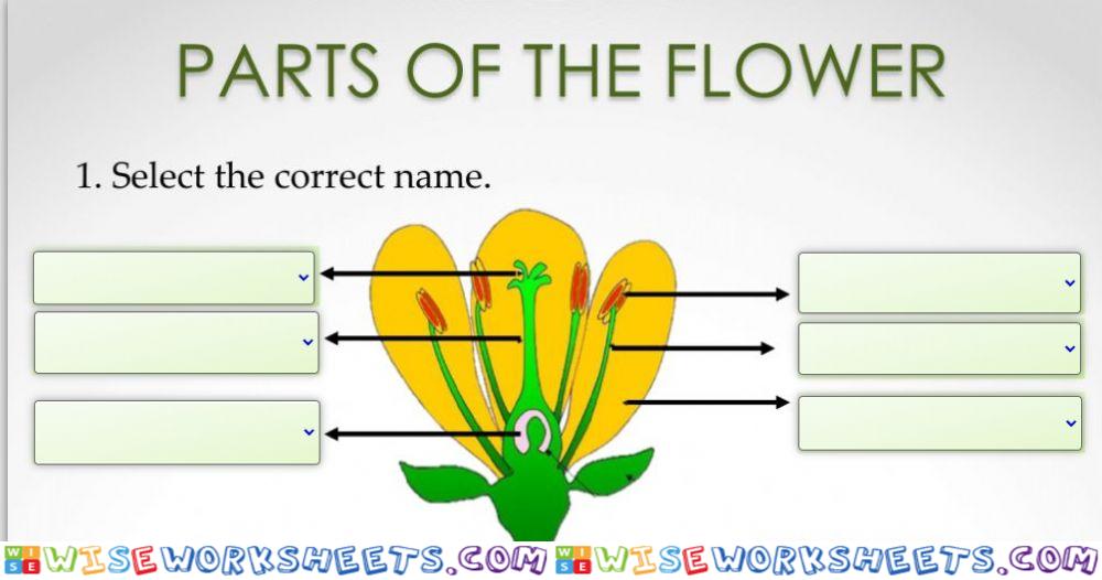 Parts of flower