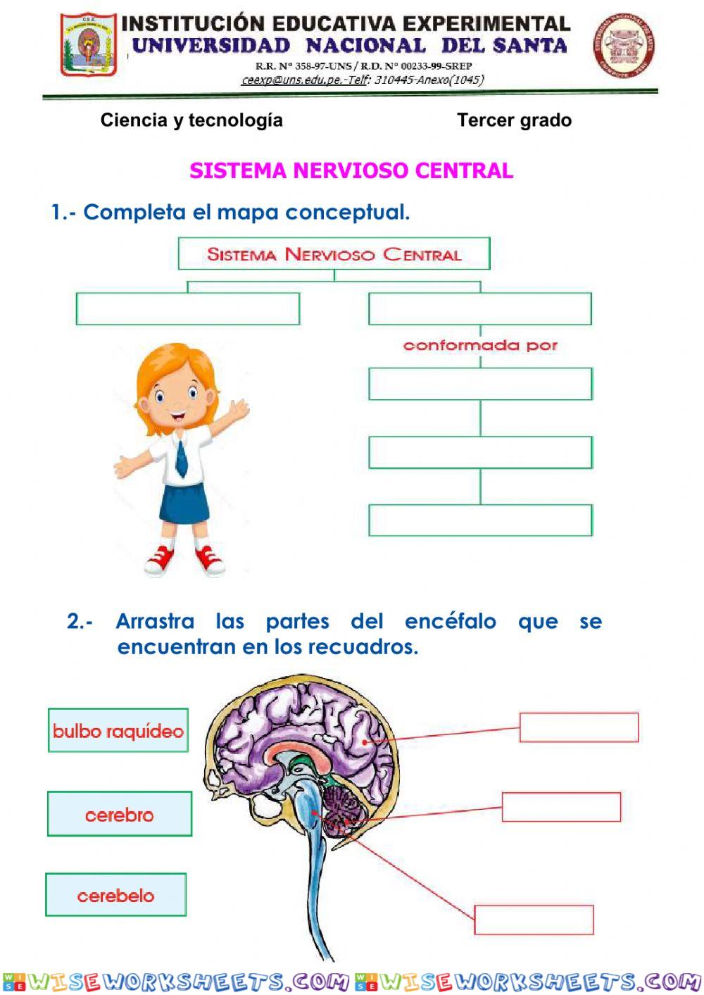 Sistema nervioso central
