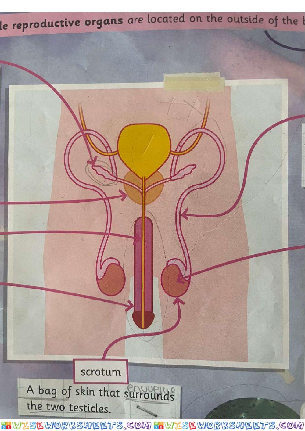 Male reproduction organ