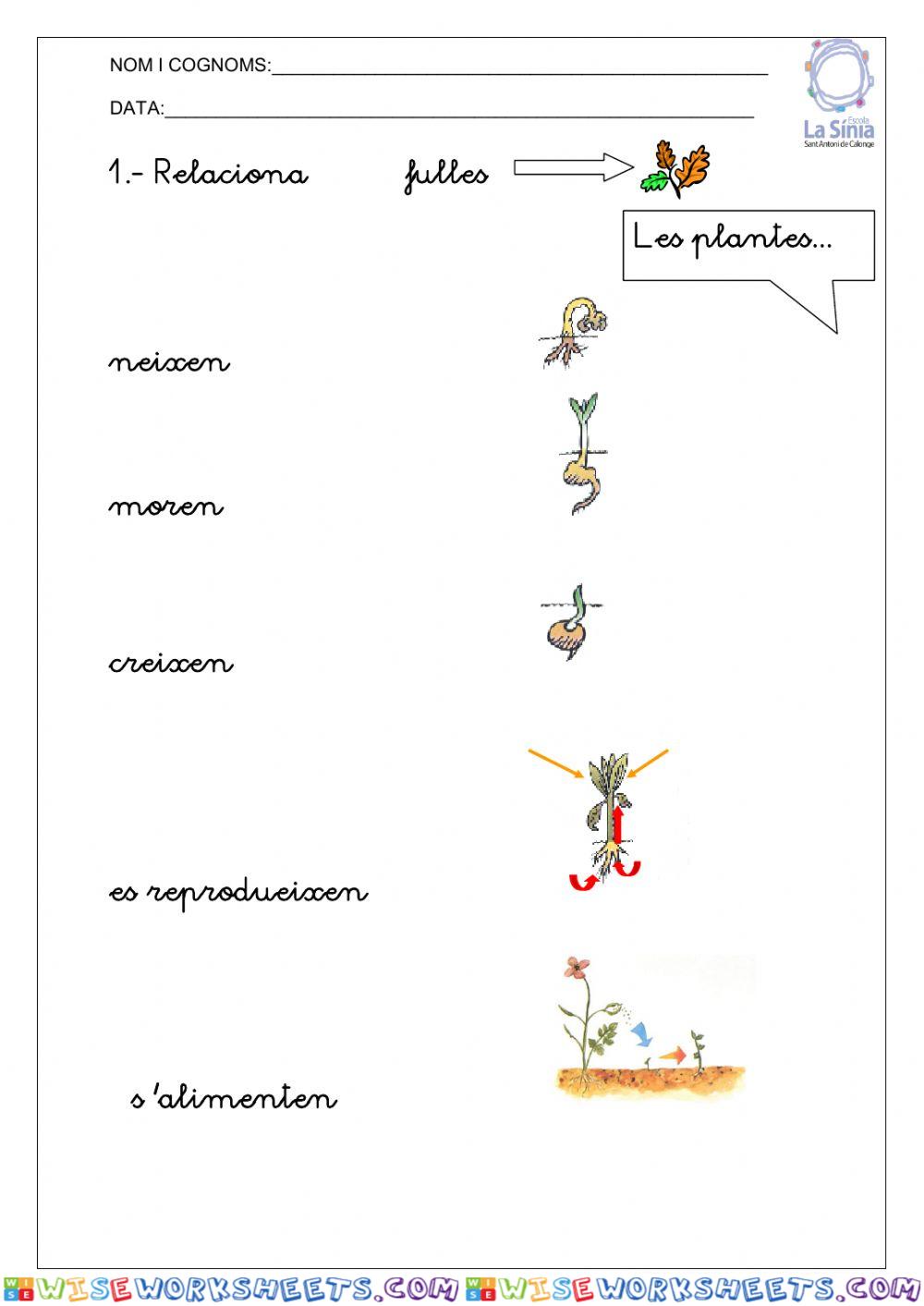 Les plantes