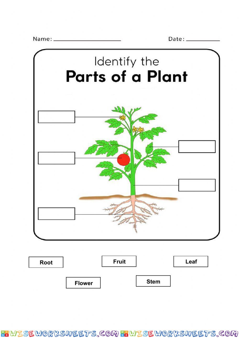 Parts of plants