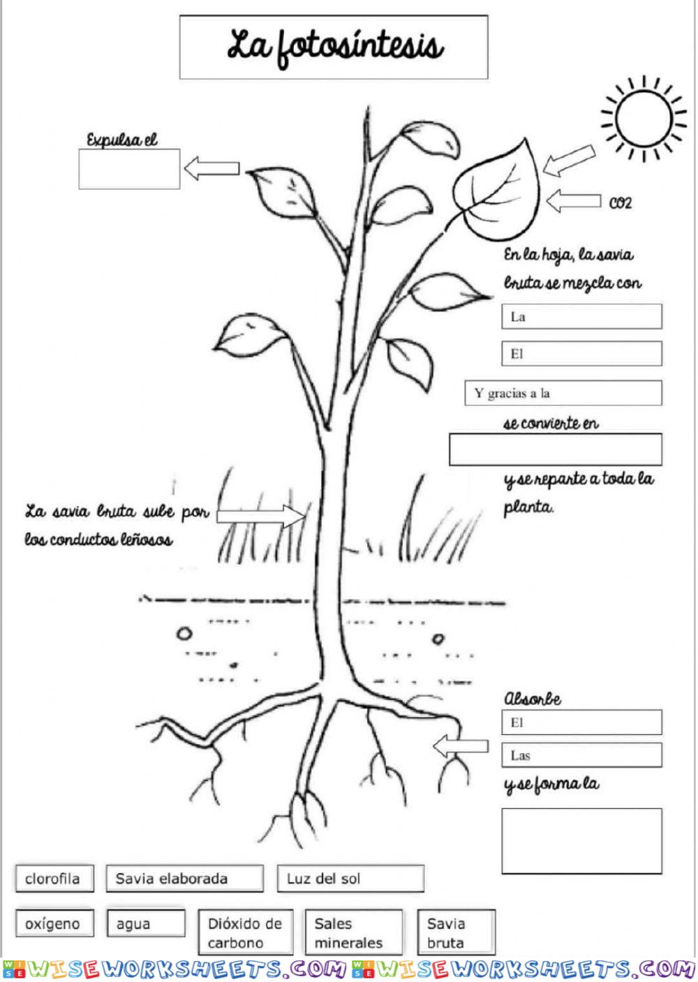 worksheet