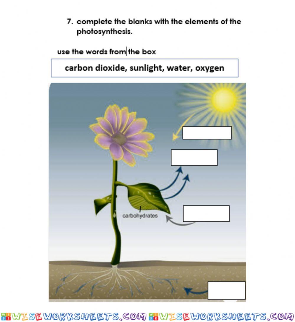 Photosynthesis