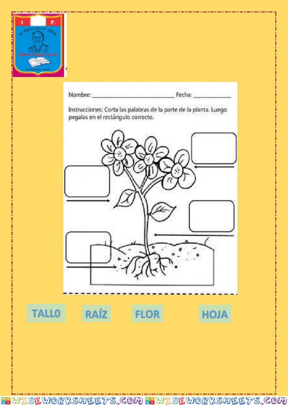 Partes de la planta