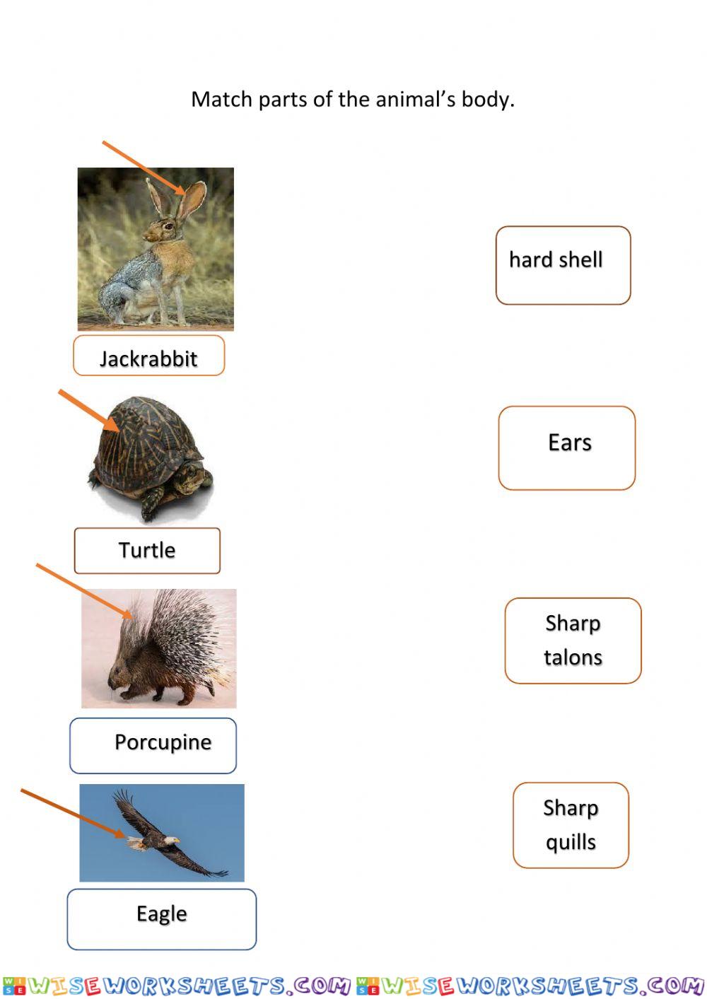 Part of the animals