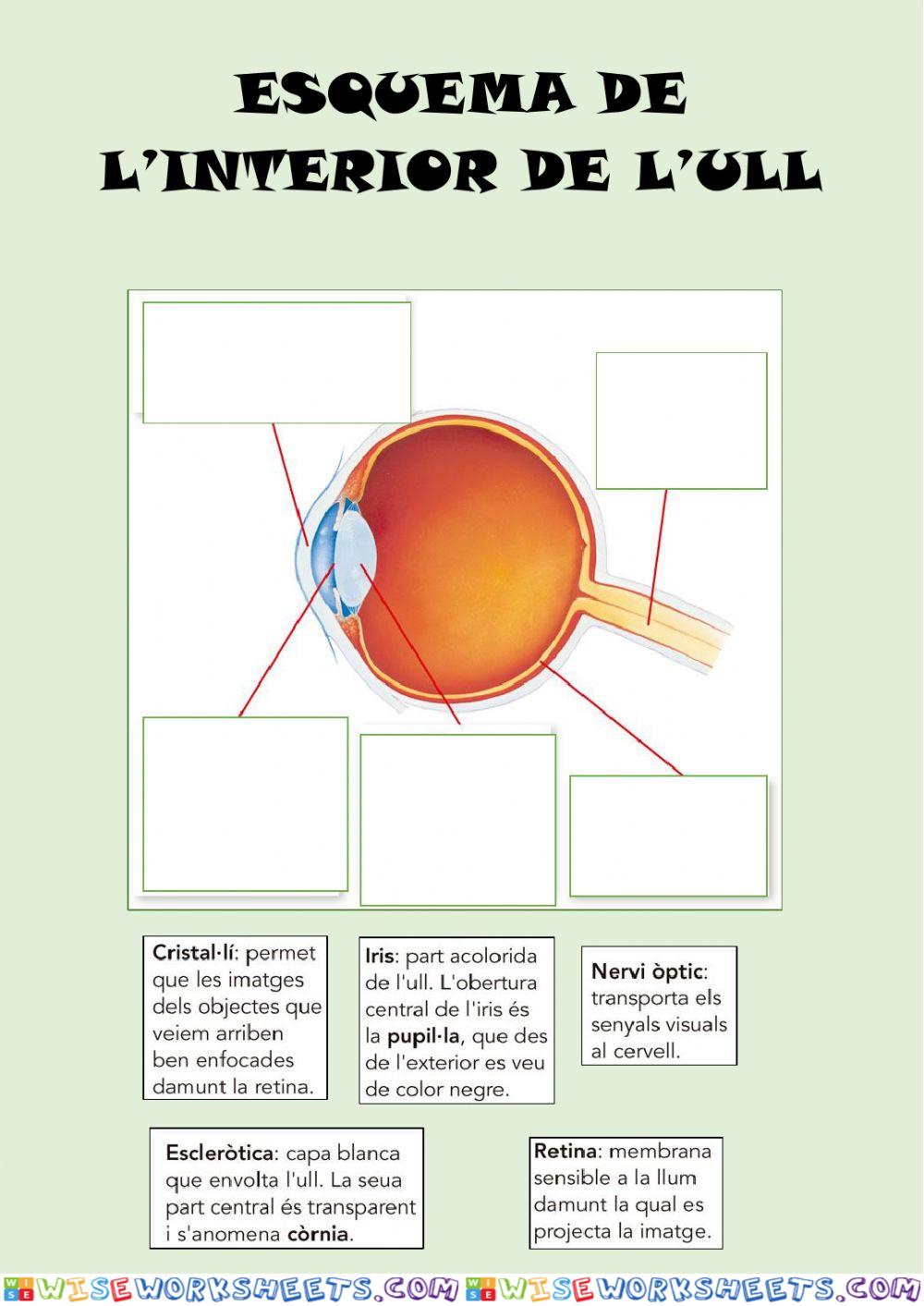 worksheet