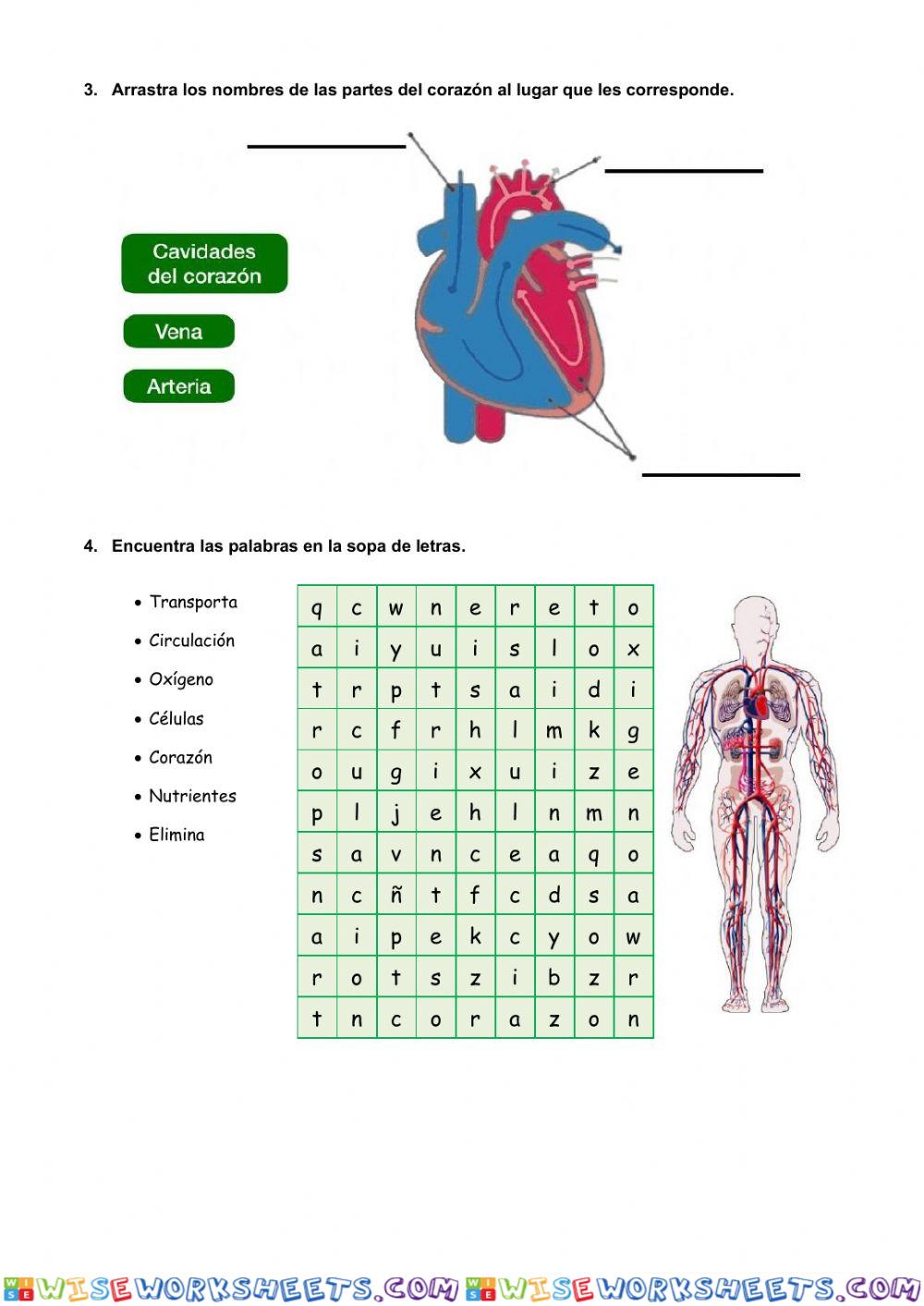 worksheet