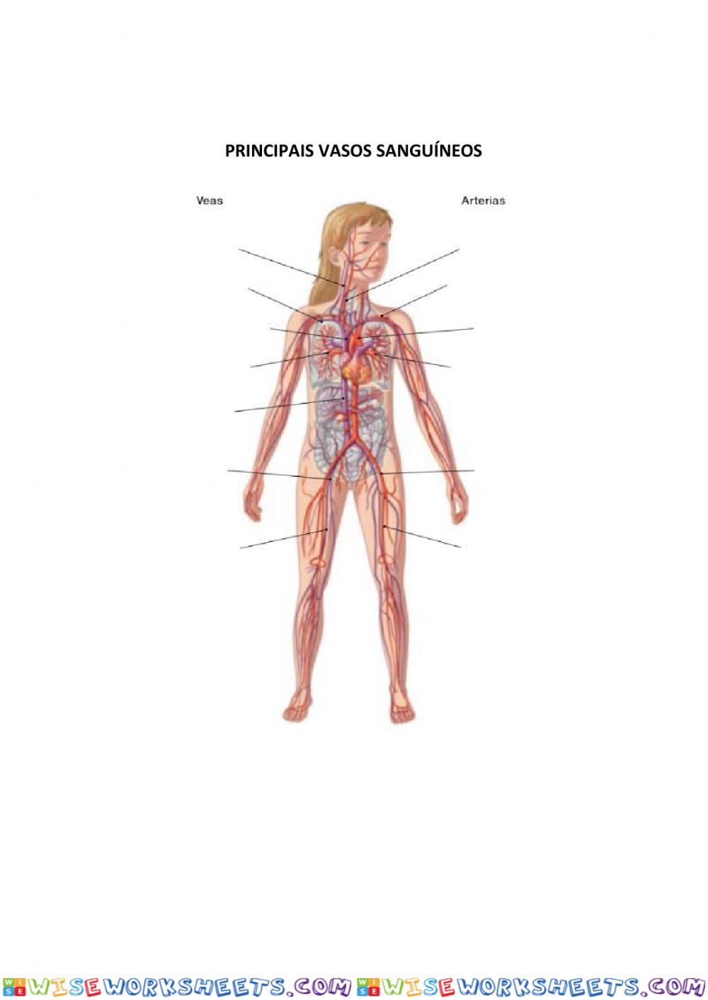 Partes do corazón e veas e arterías