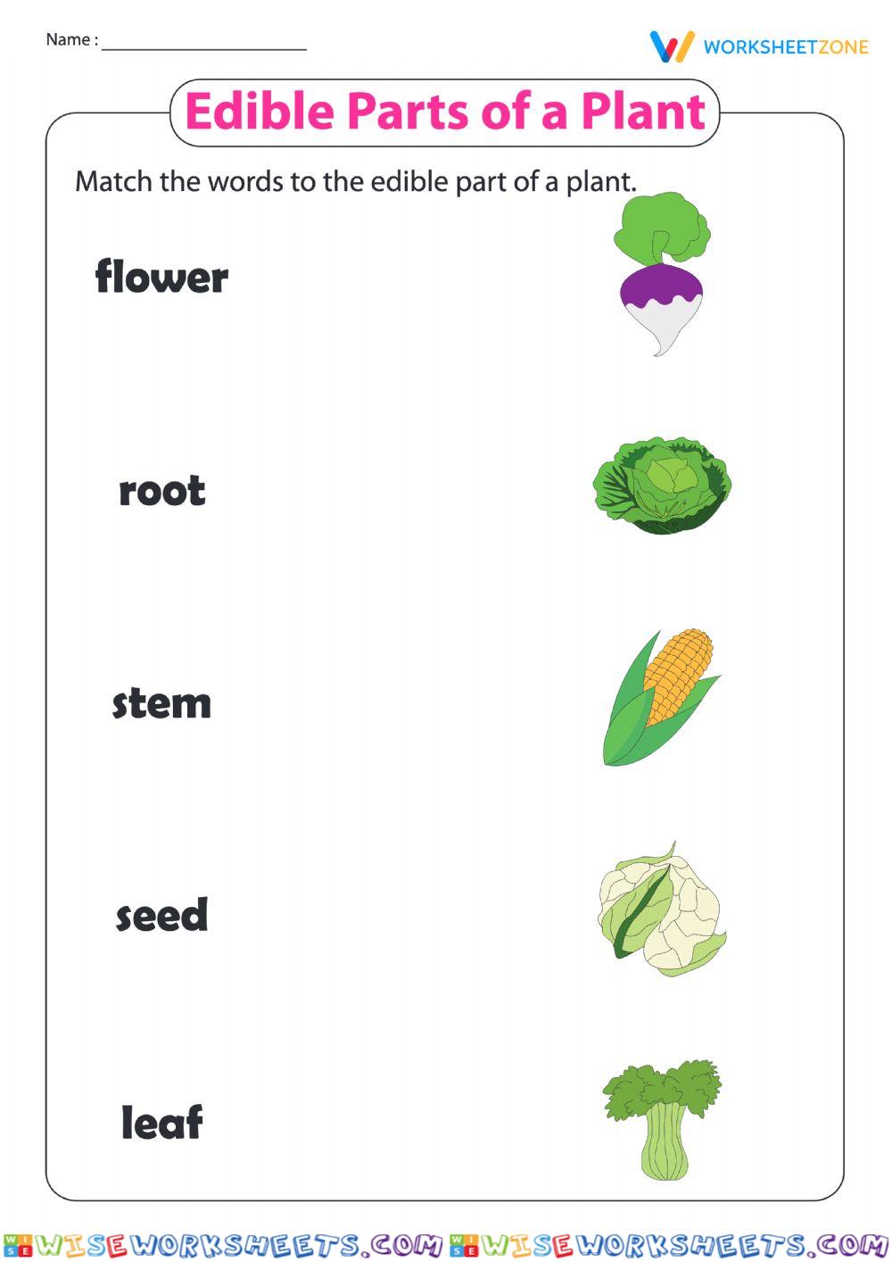 Edible parts of a plant
