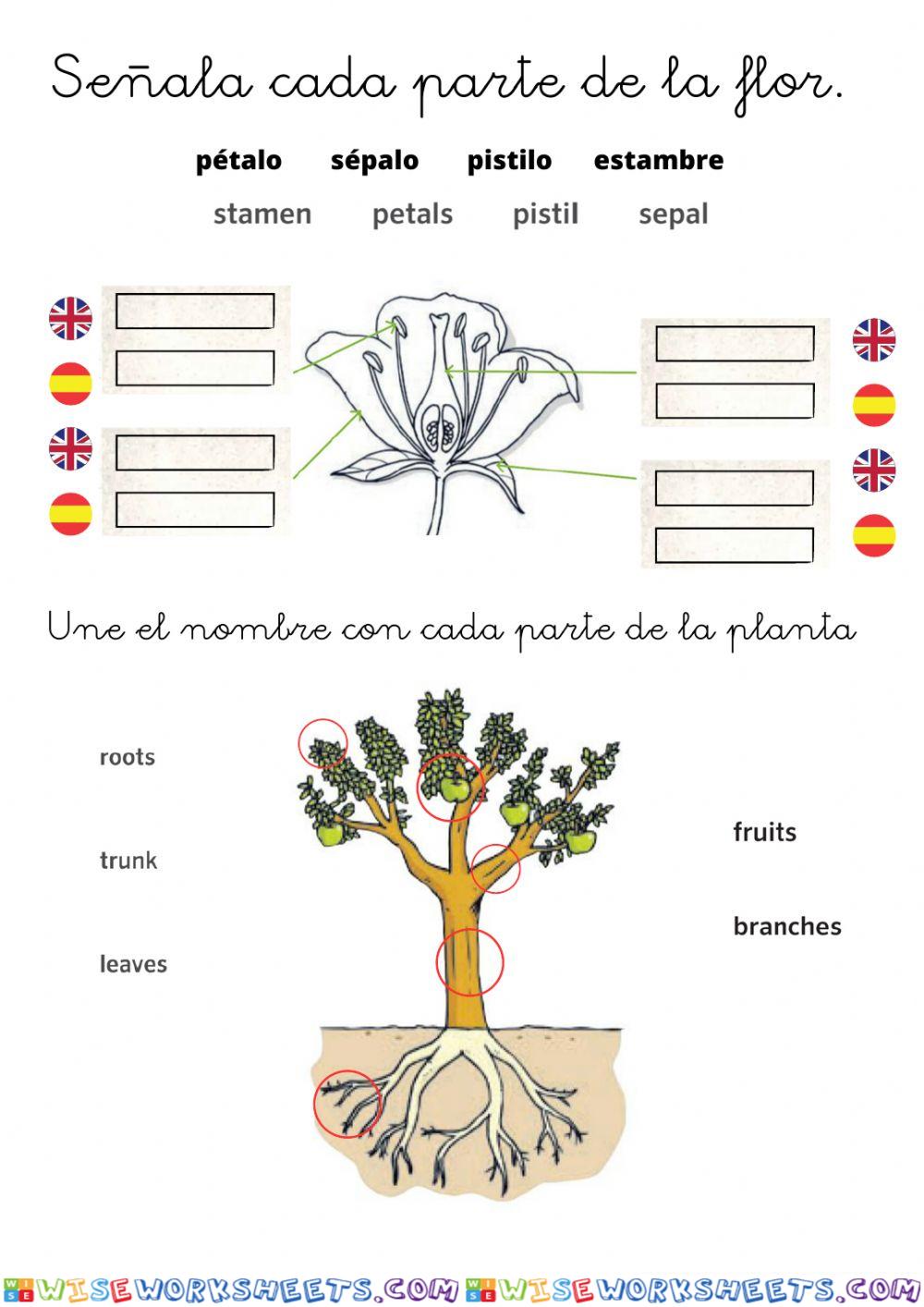 Partes de plantas y flores