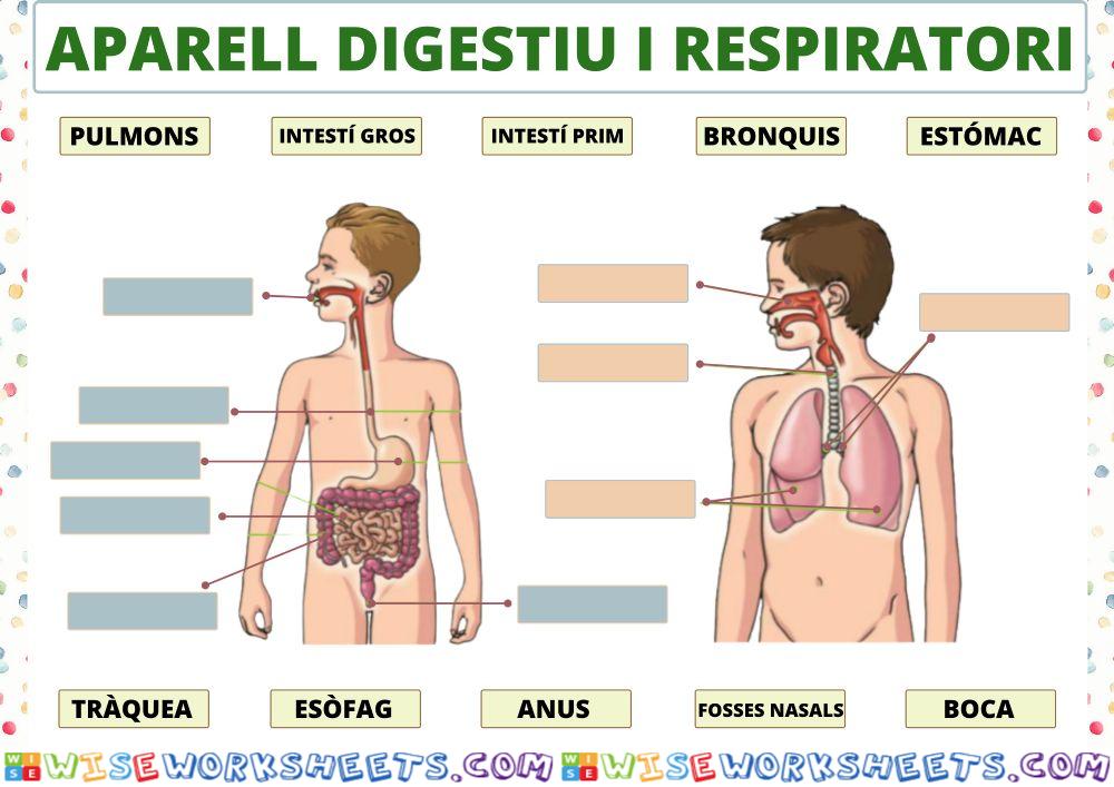 Aparell digestiu i respiratori