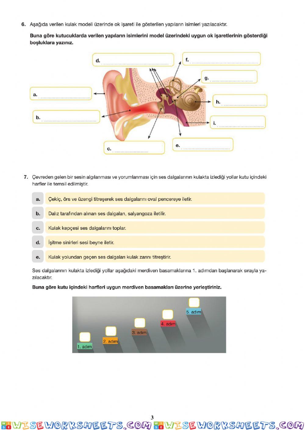 worksheet