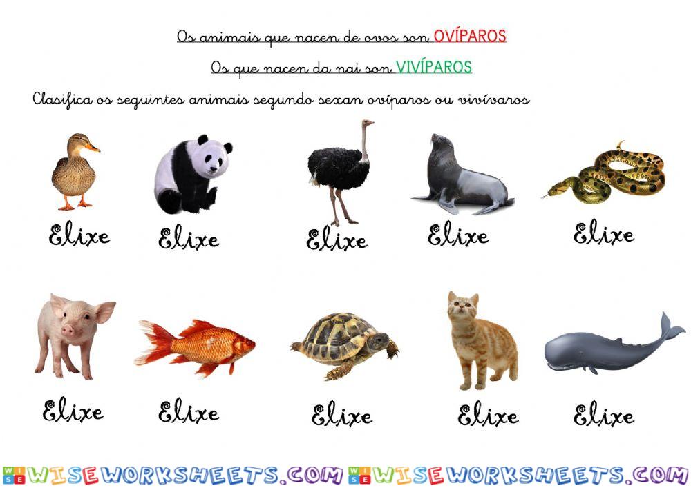 Animais ovíparos e vivíparos