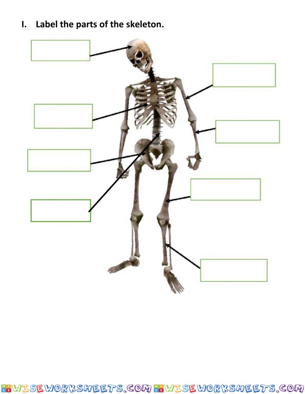 Parts of the skeleton