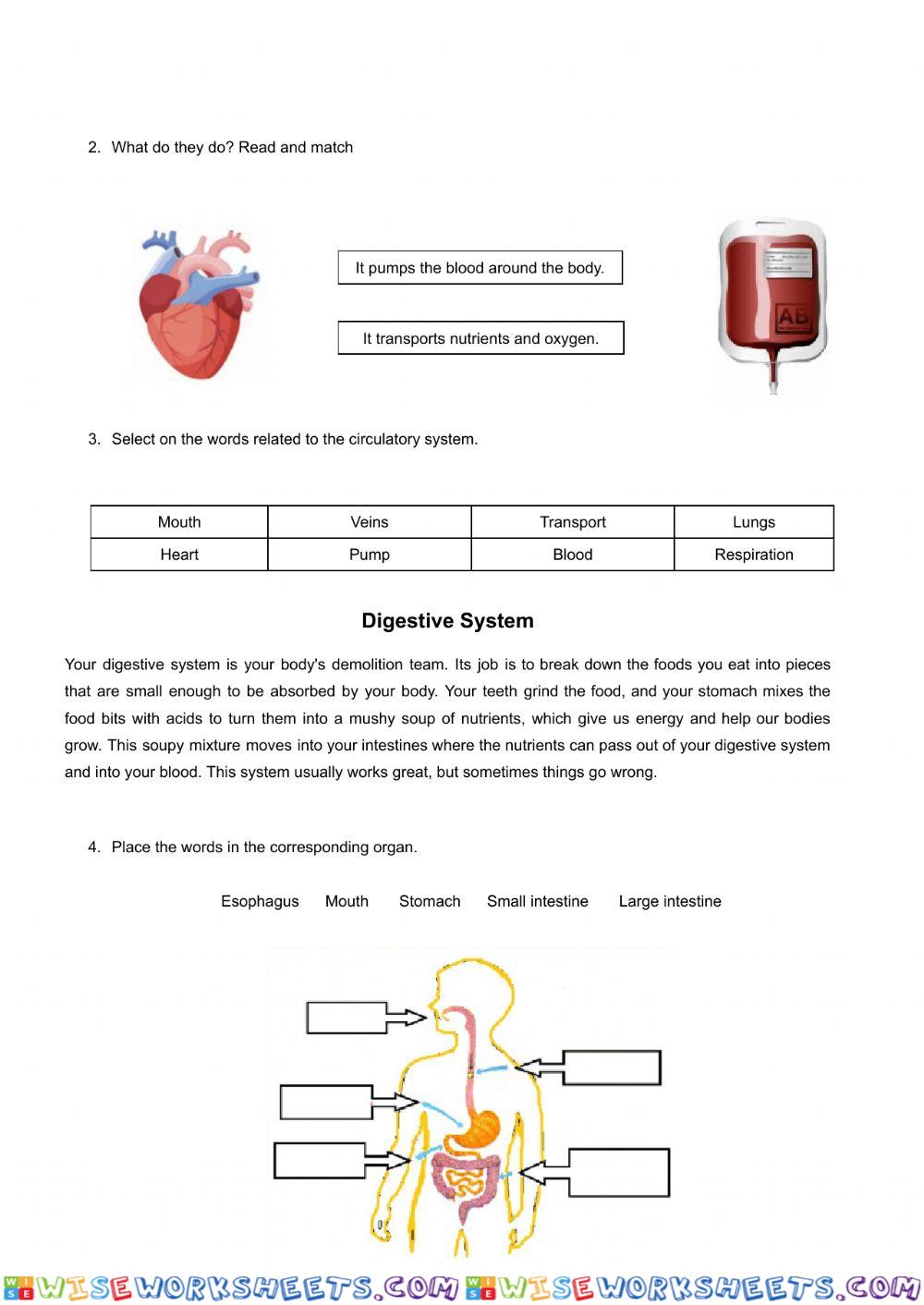 worksheet