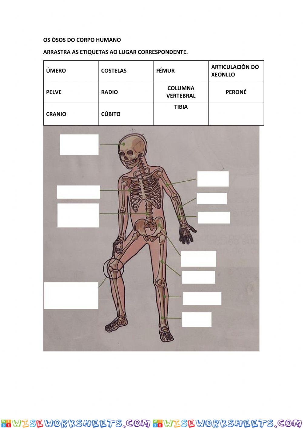 Ósos do corpo humano