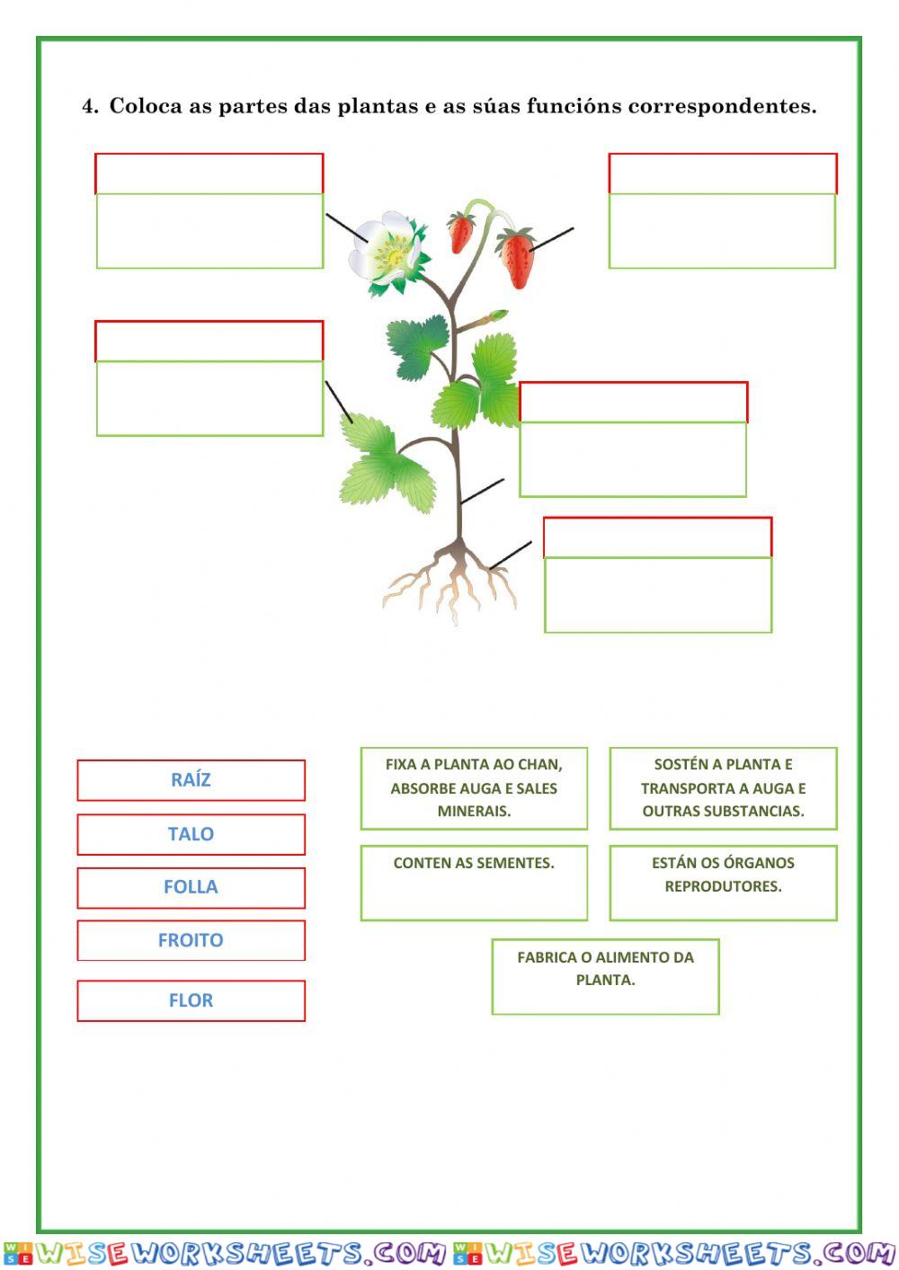 As plantas