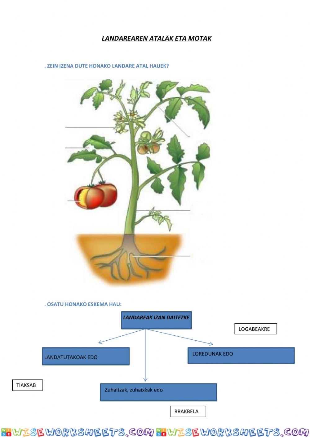 worksheet