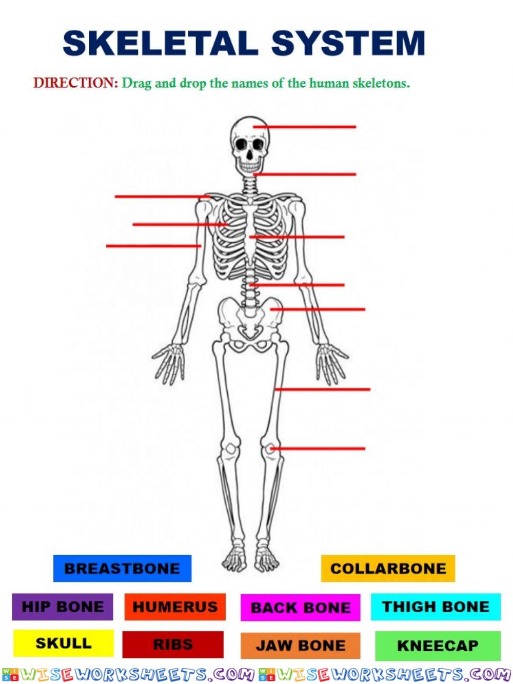Skeletal System