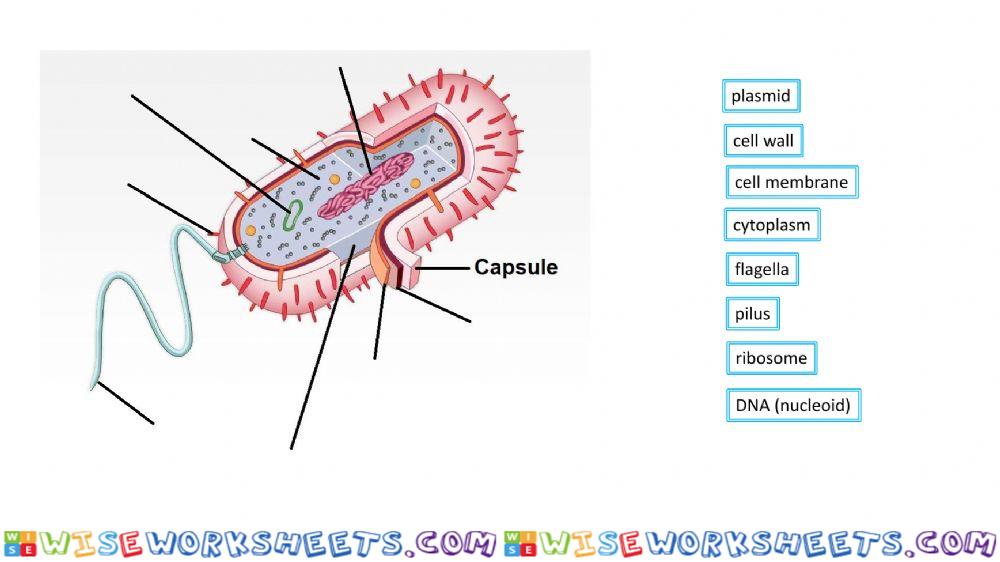 Label a prokaryote