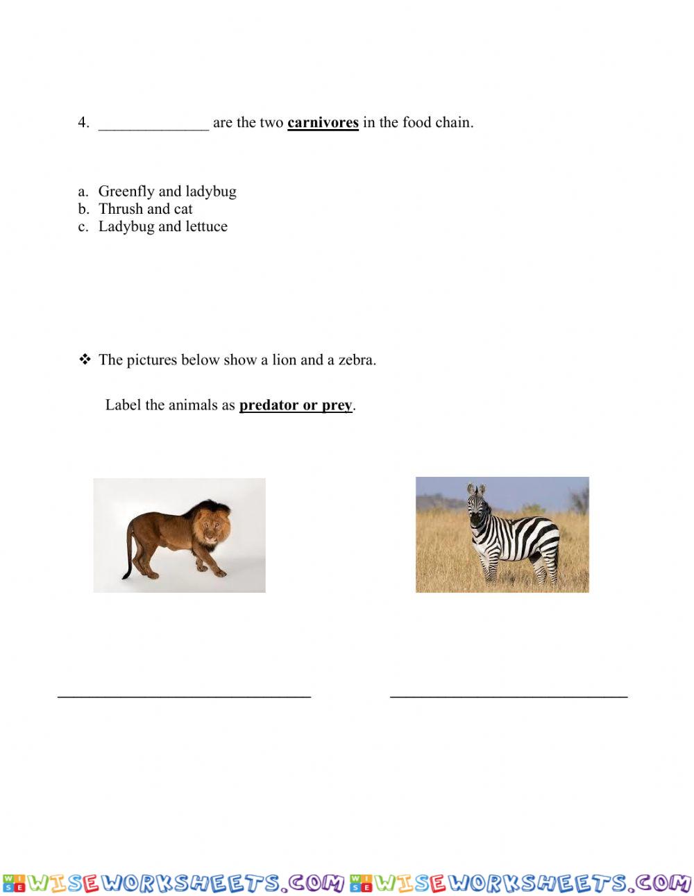 Food Chains