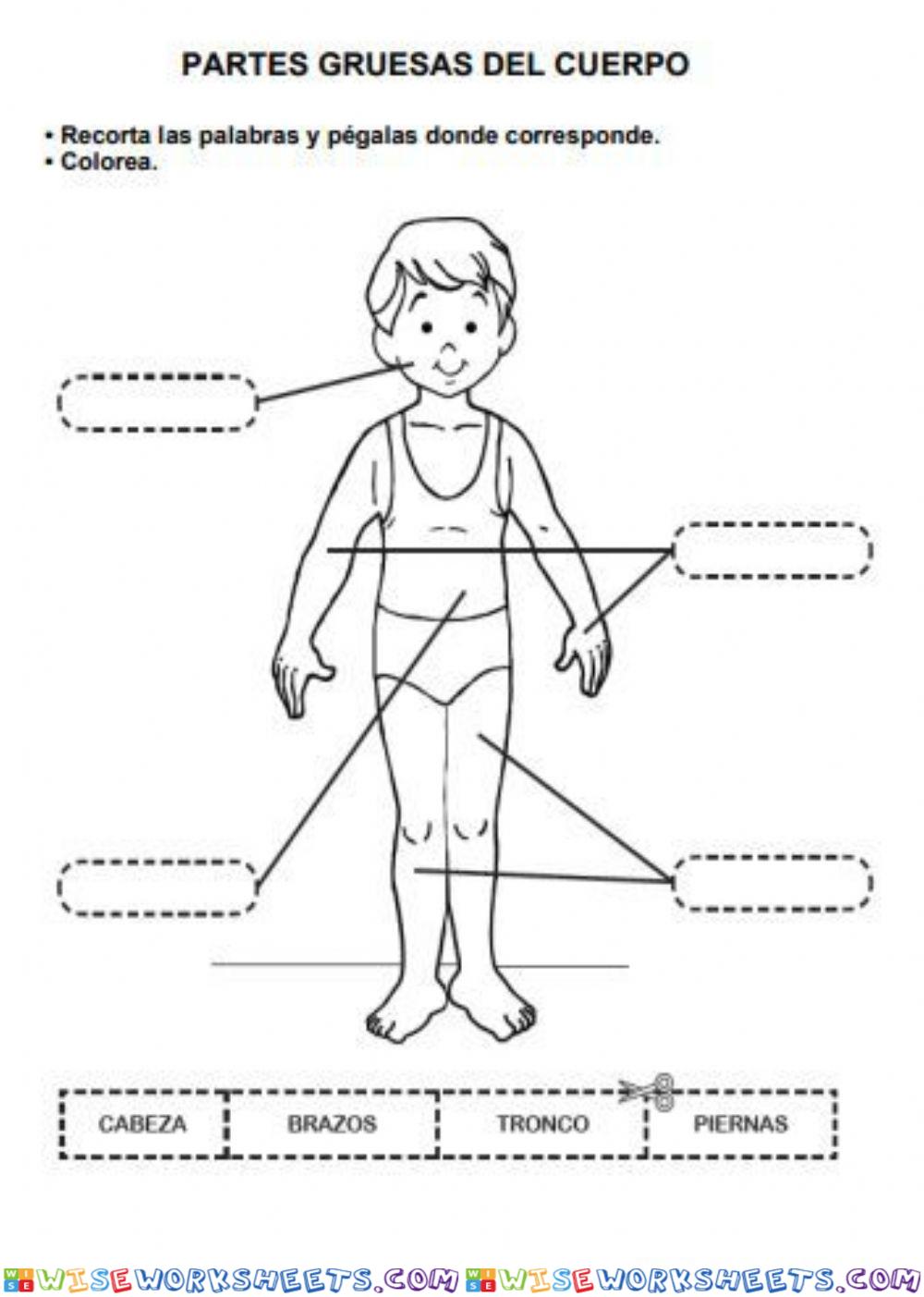 Partes del cuerpo humano