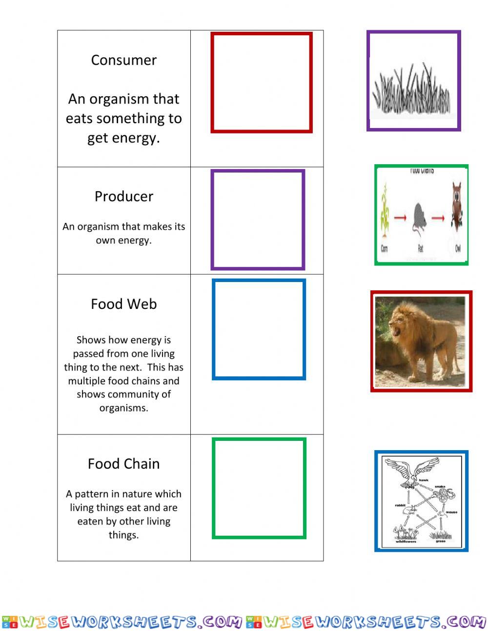 Food Chain-Web Vocabulary Level 1