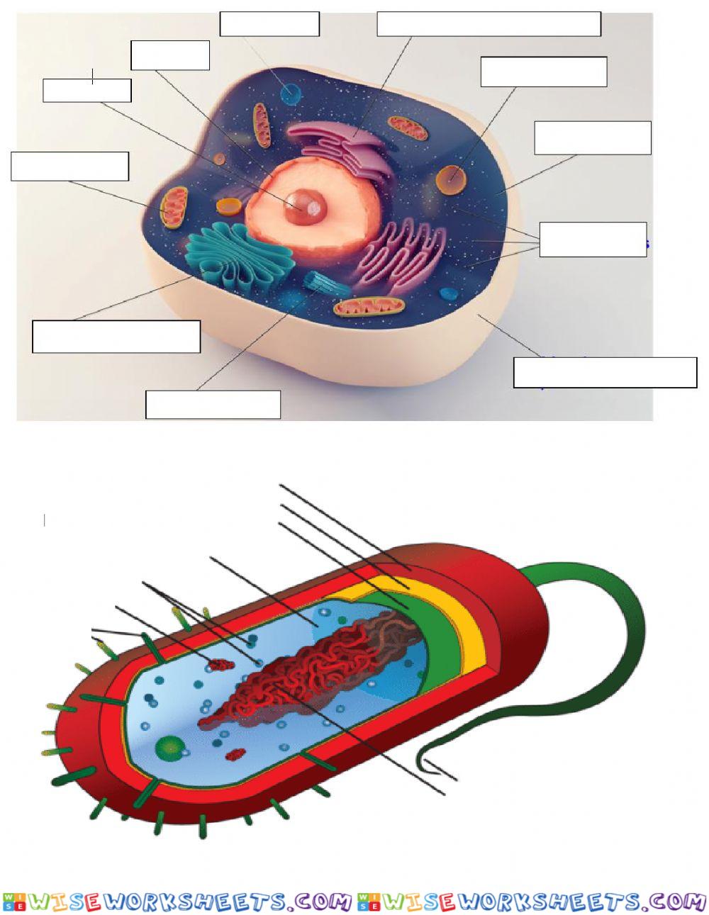 Celula Eucariota y Procariota partes