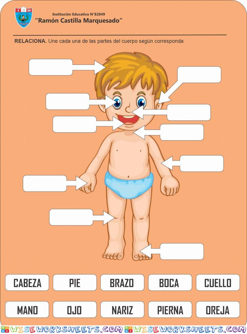 Partes del cuerpo humano