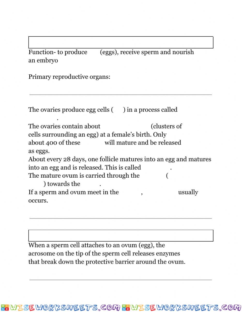 Female Reproductive System