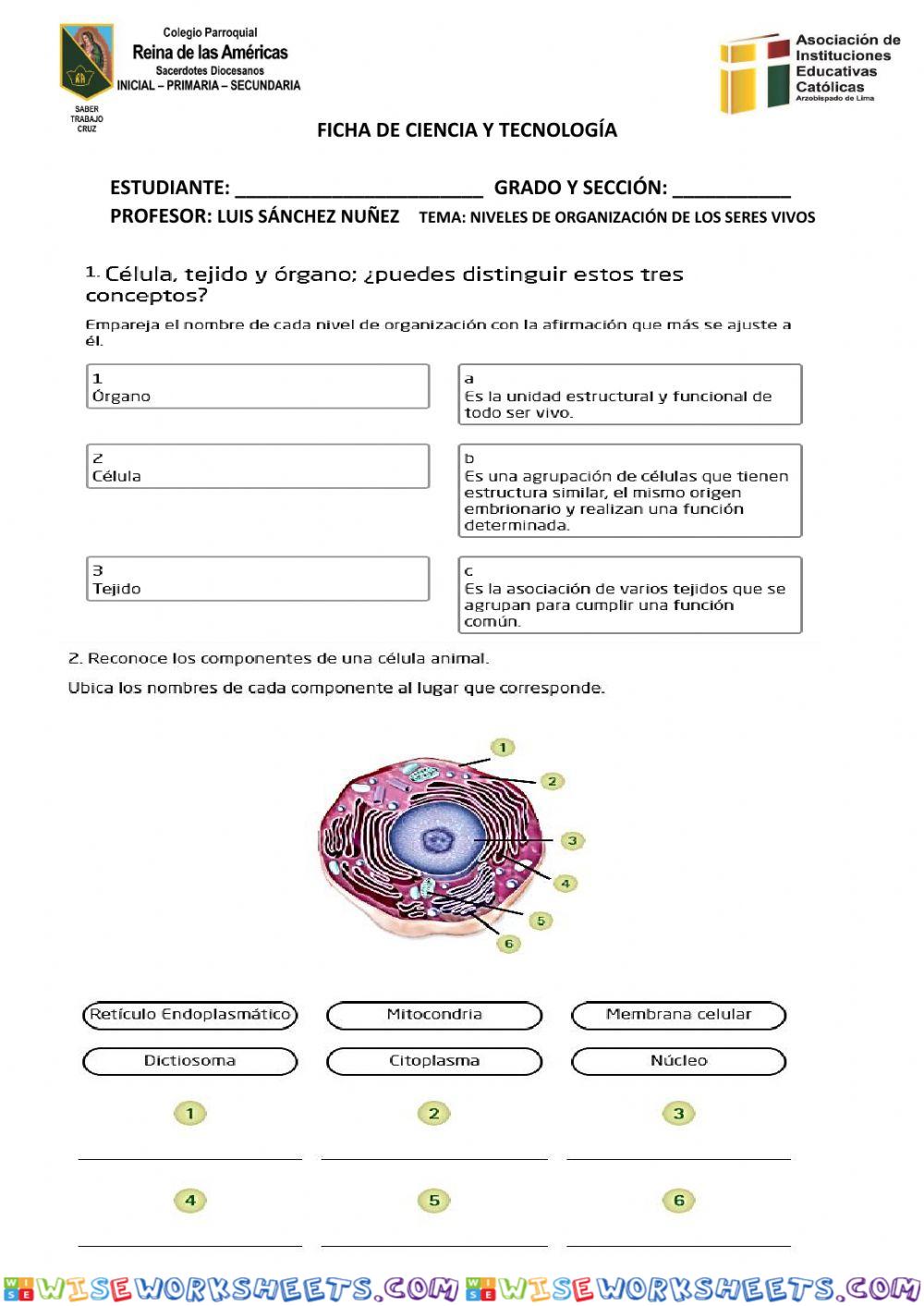 Célula, tejido, órgano
