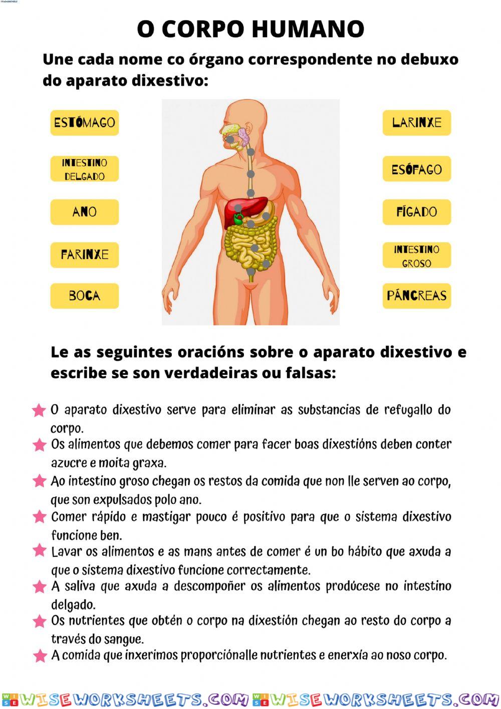 O corpo humano