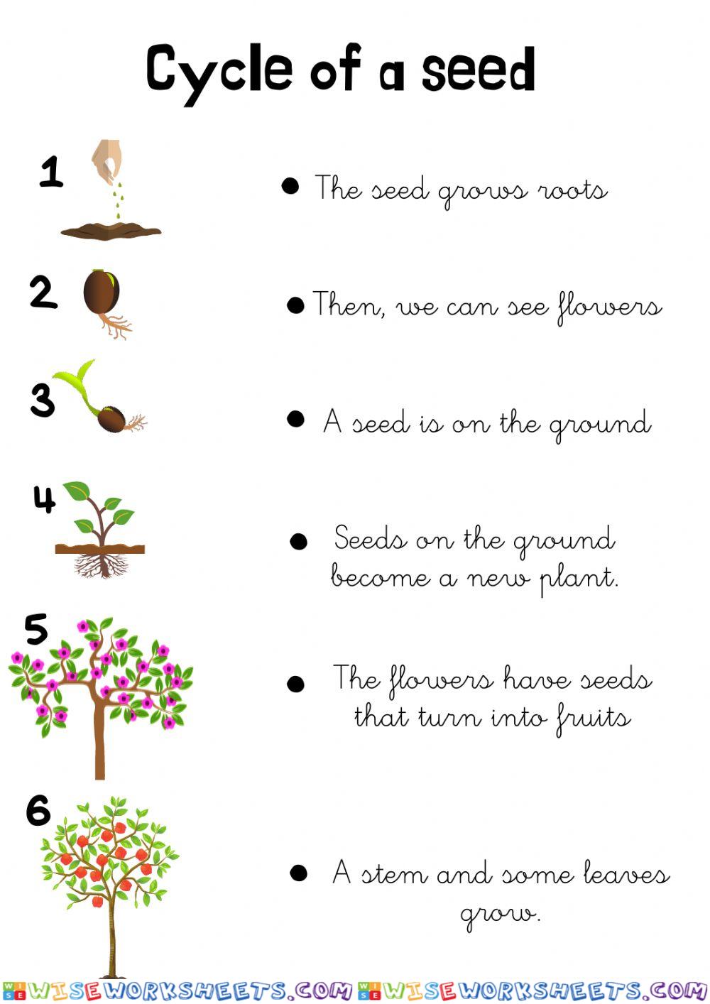 Cycle of a seed