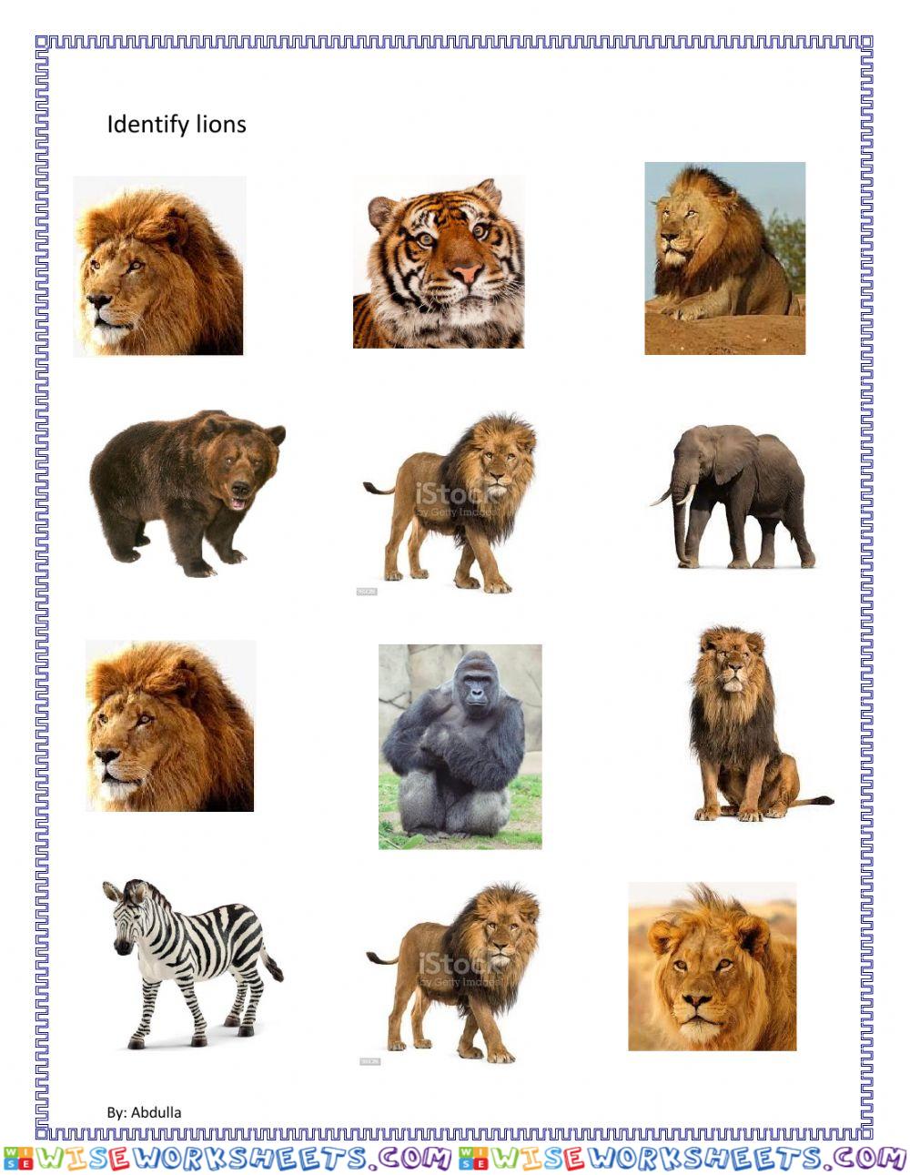 Identify lions