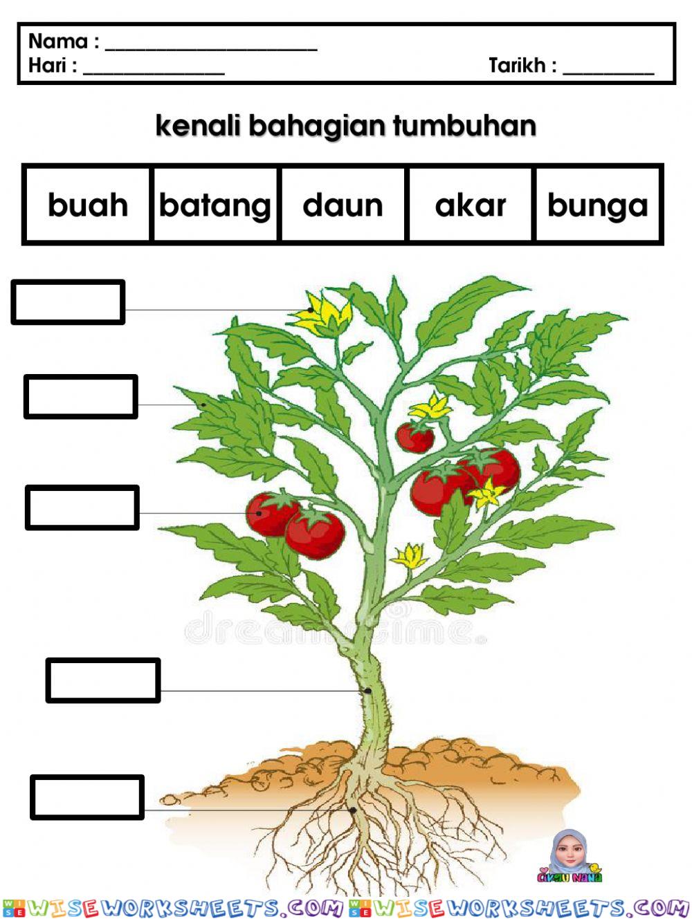 Sains prasekolah