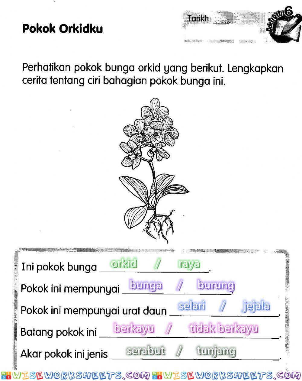 Pokok orkidku