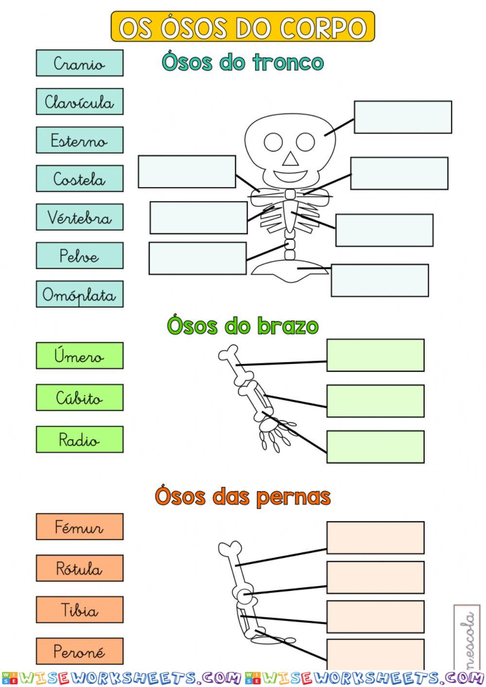 Ósos do corpo