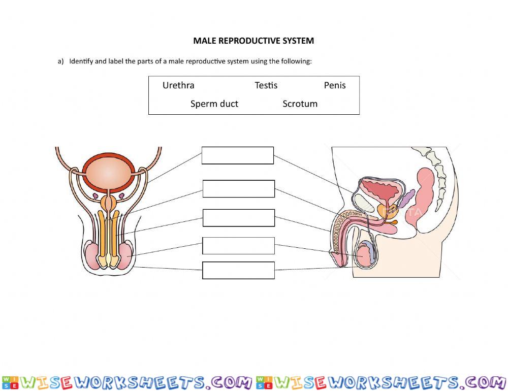 Human Reproductive system 2