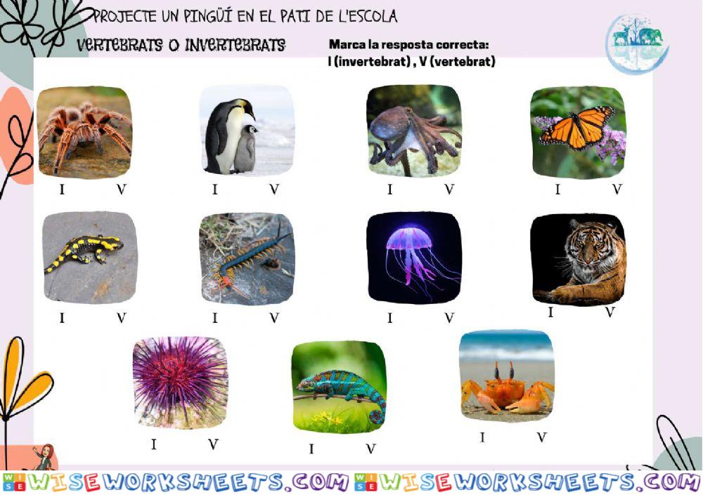 5è-MN-PJ-PE-6B Prova vertebrats-invertebrats