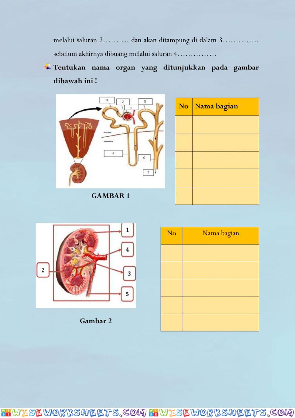 worksheet