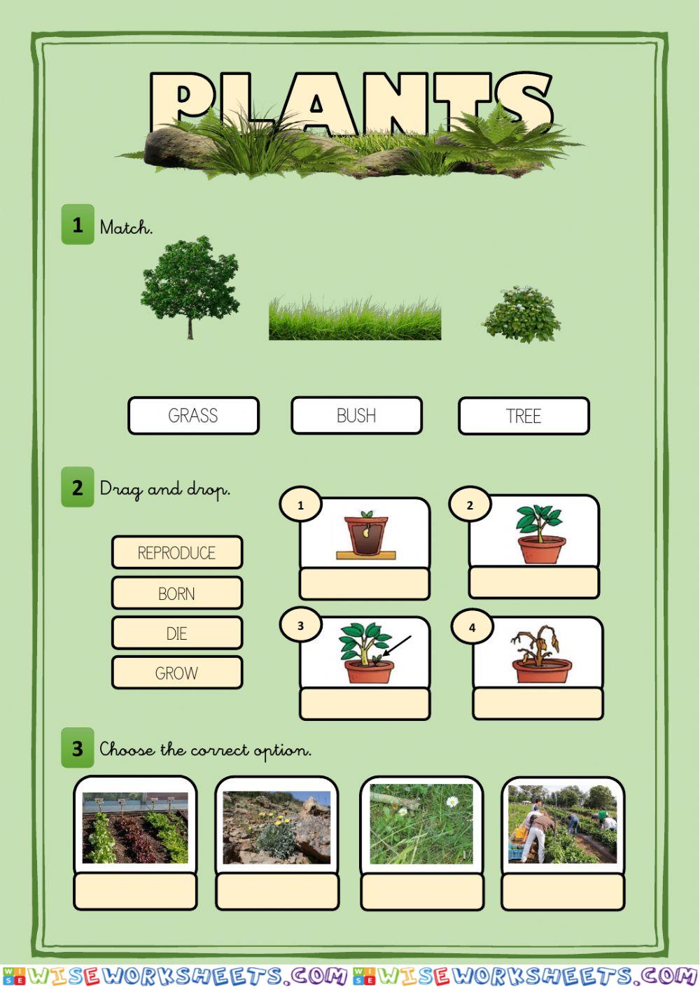 Plants