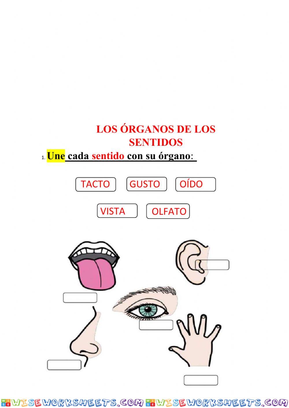 Los Sentidos