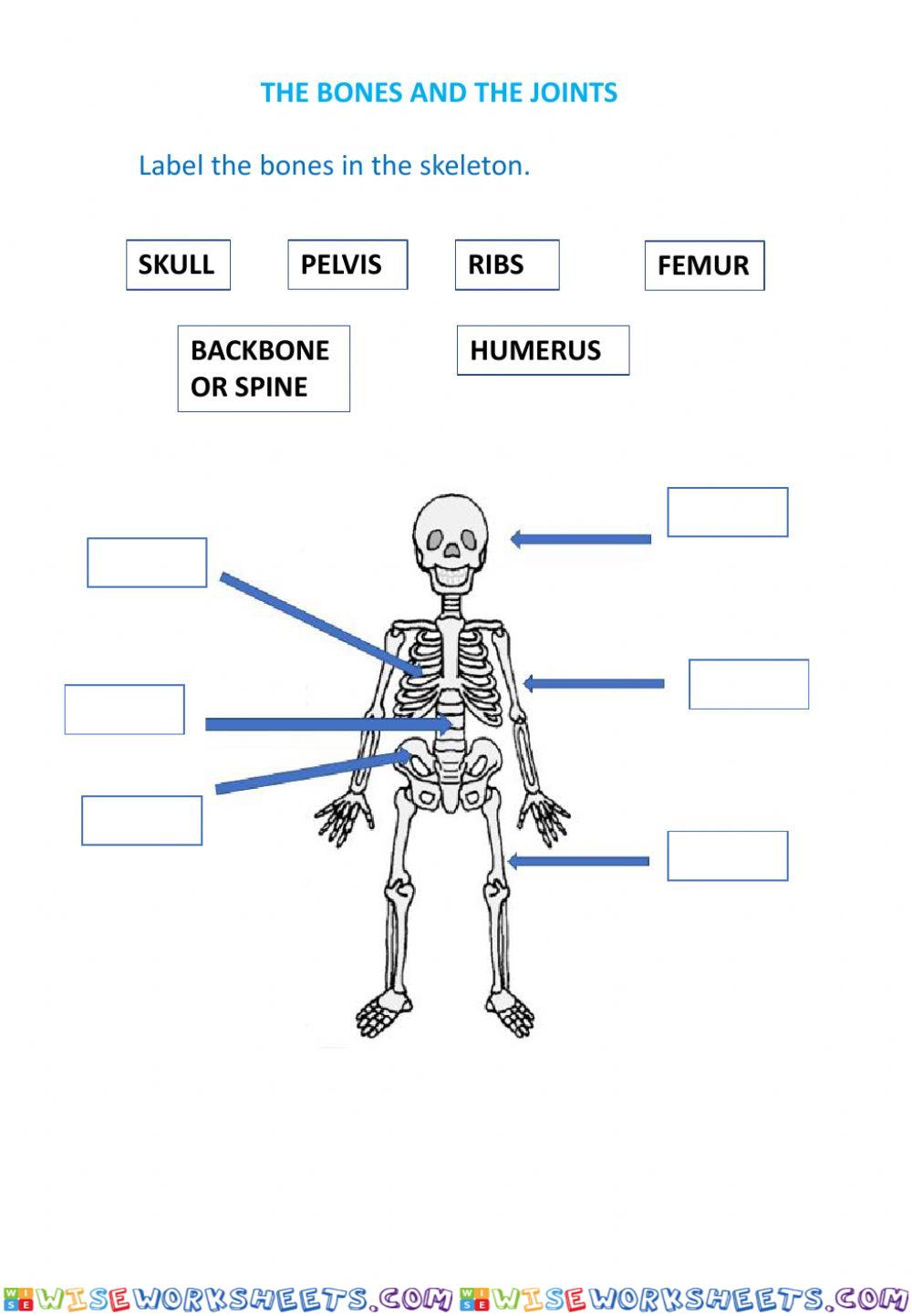 Skeleton. label bones and joints