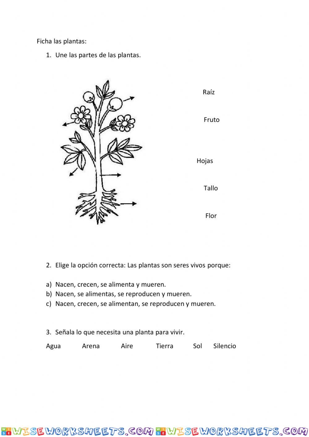 Las plantas 1º Primaria