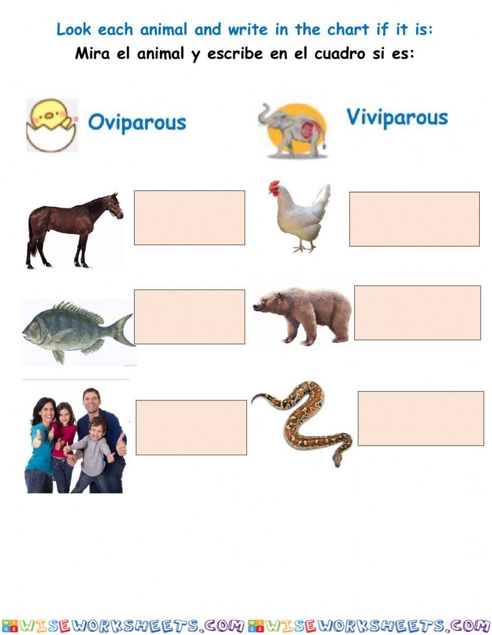Oviparou or viviparou